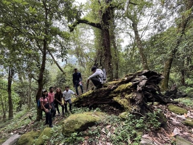 Four people in a wooded area, some of them sitting on a fallen tree with moss on it