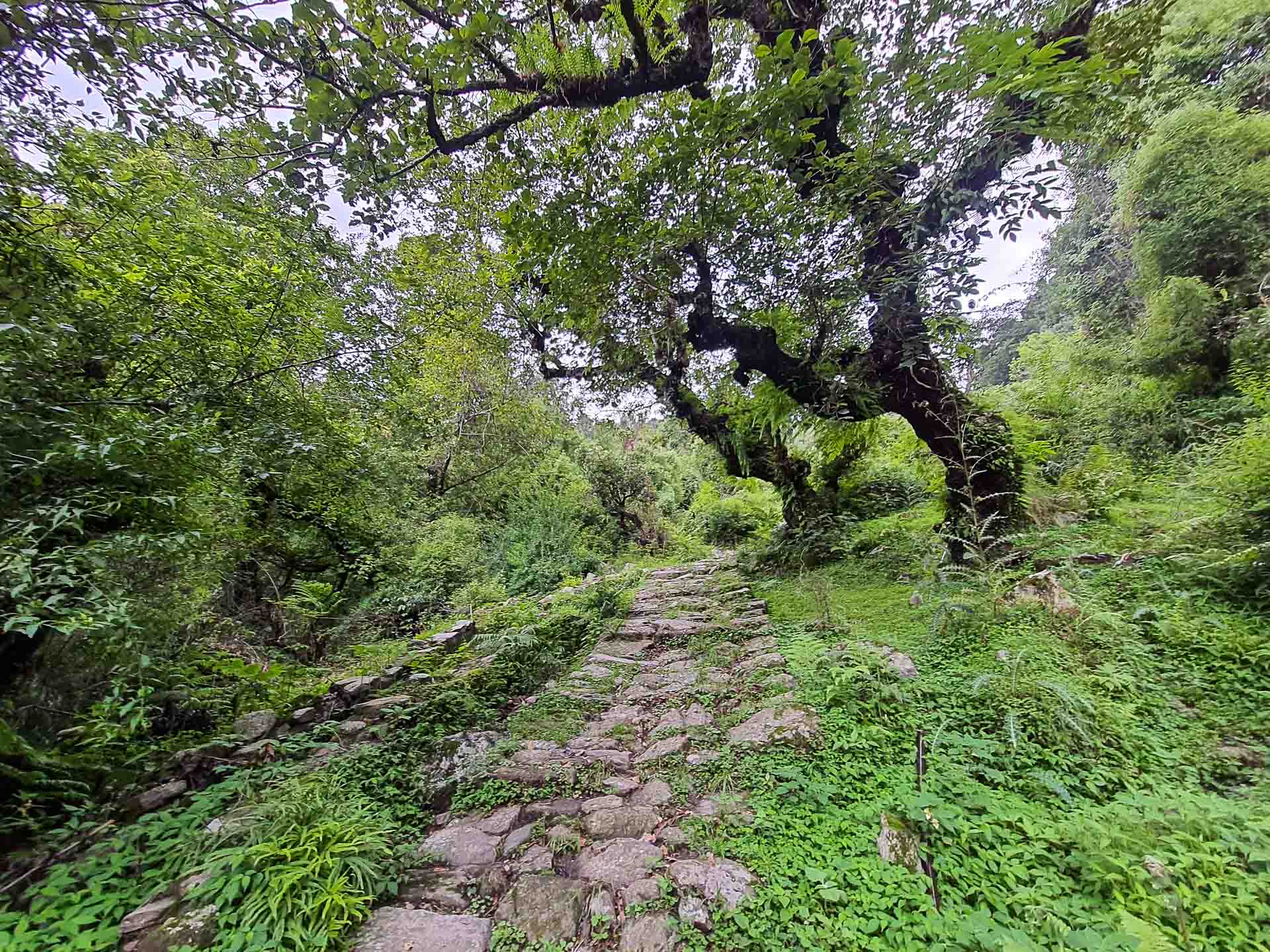 A bustling green forest on the Devariya Lake path