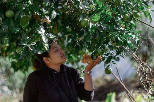 A lady smelling a growing mango