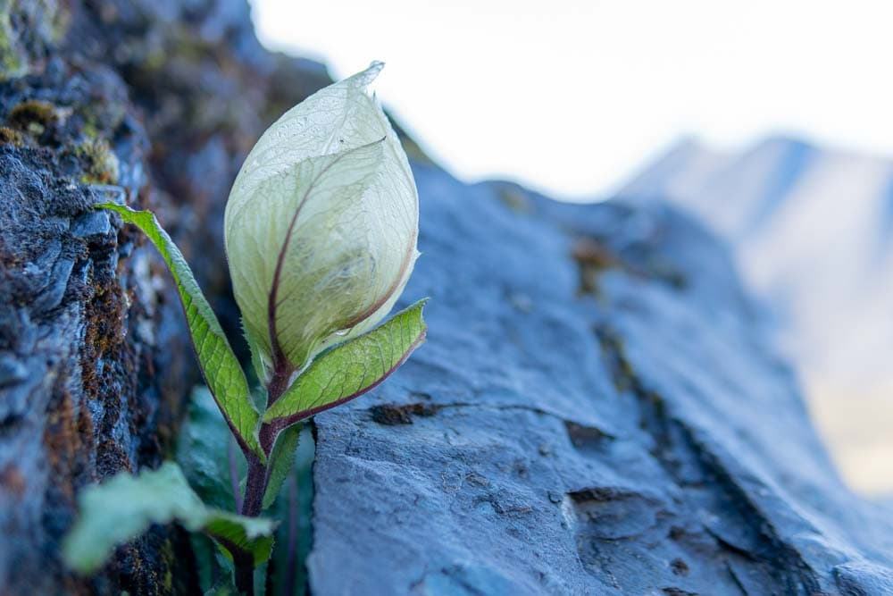 Close up picture of a brahma flower